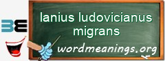 WordMeaning blackboard for lanius ludovicianus migrans